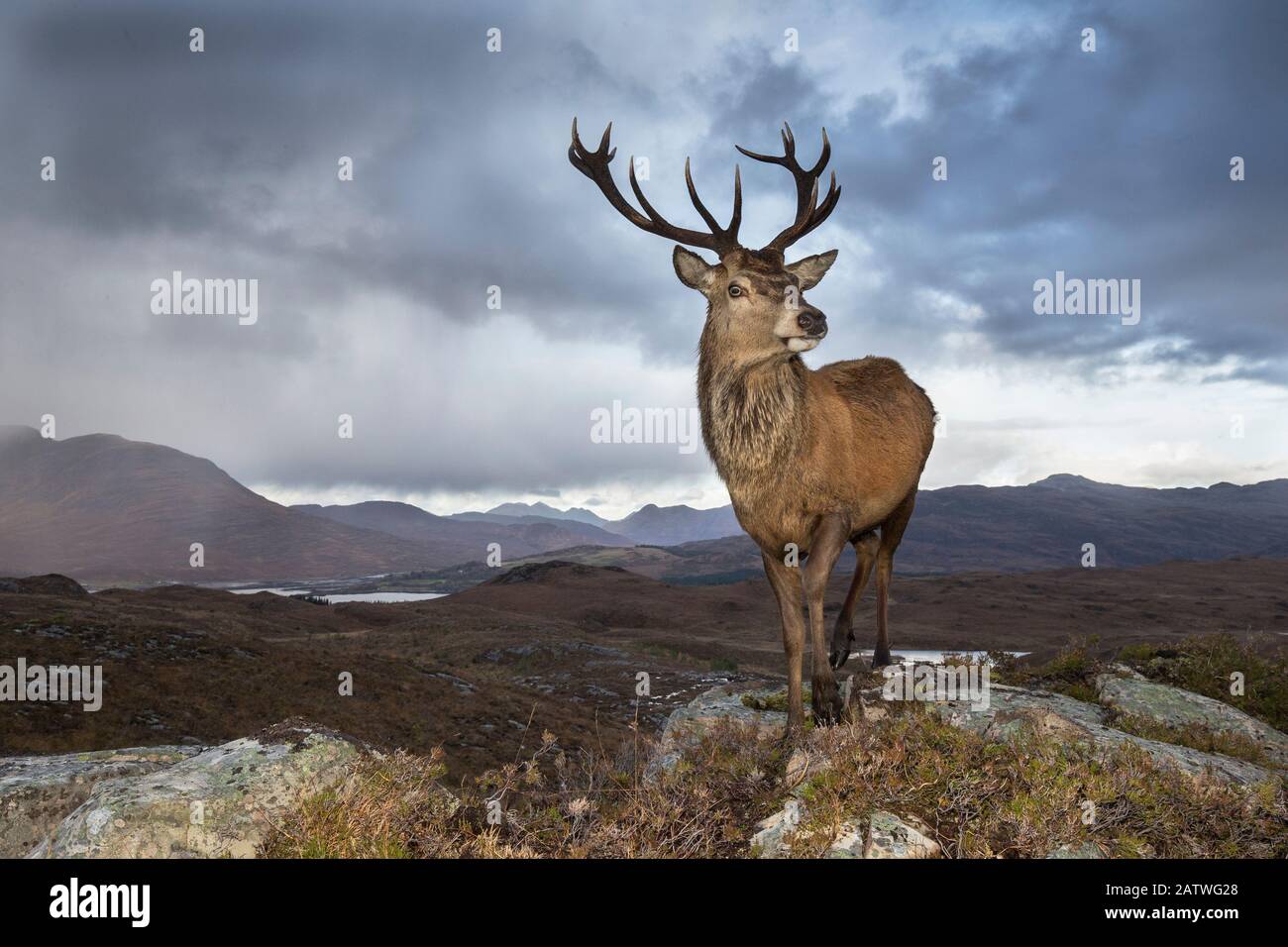 Red deer (Cervus elaphus) stag in upland landscape. Lochcarron, Highlands, Scotland, UK. Stock Photo