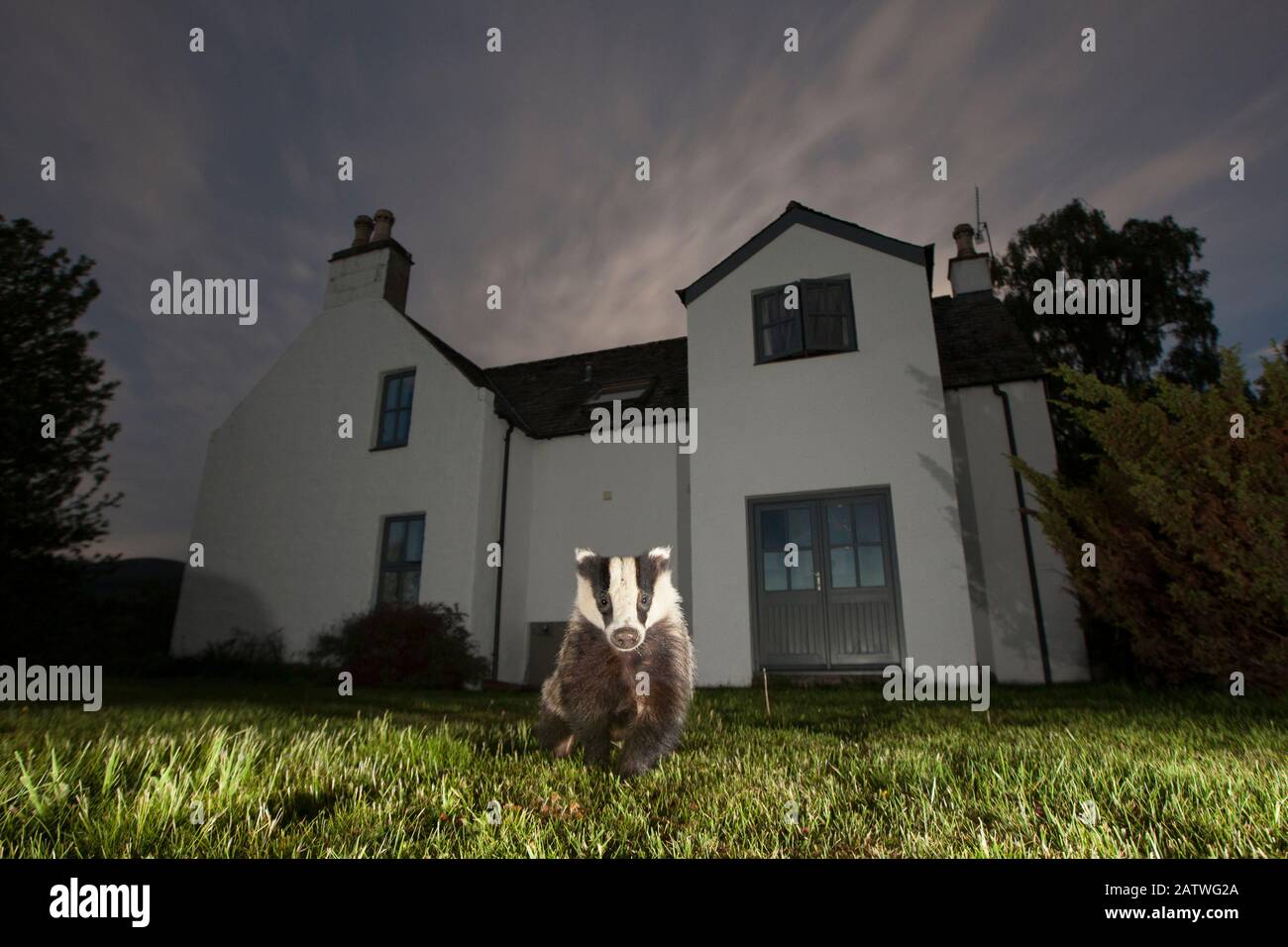 European badger (Meles meles) in front of house at night, Glenfeshie, Cairngorms National Park, Scotland, UK. Stock Photo