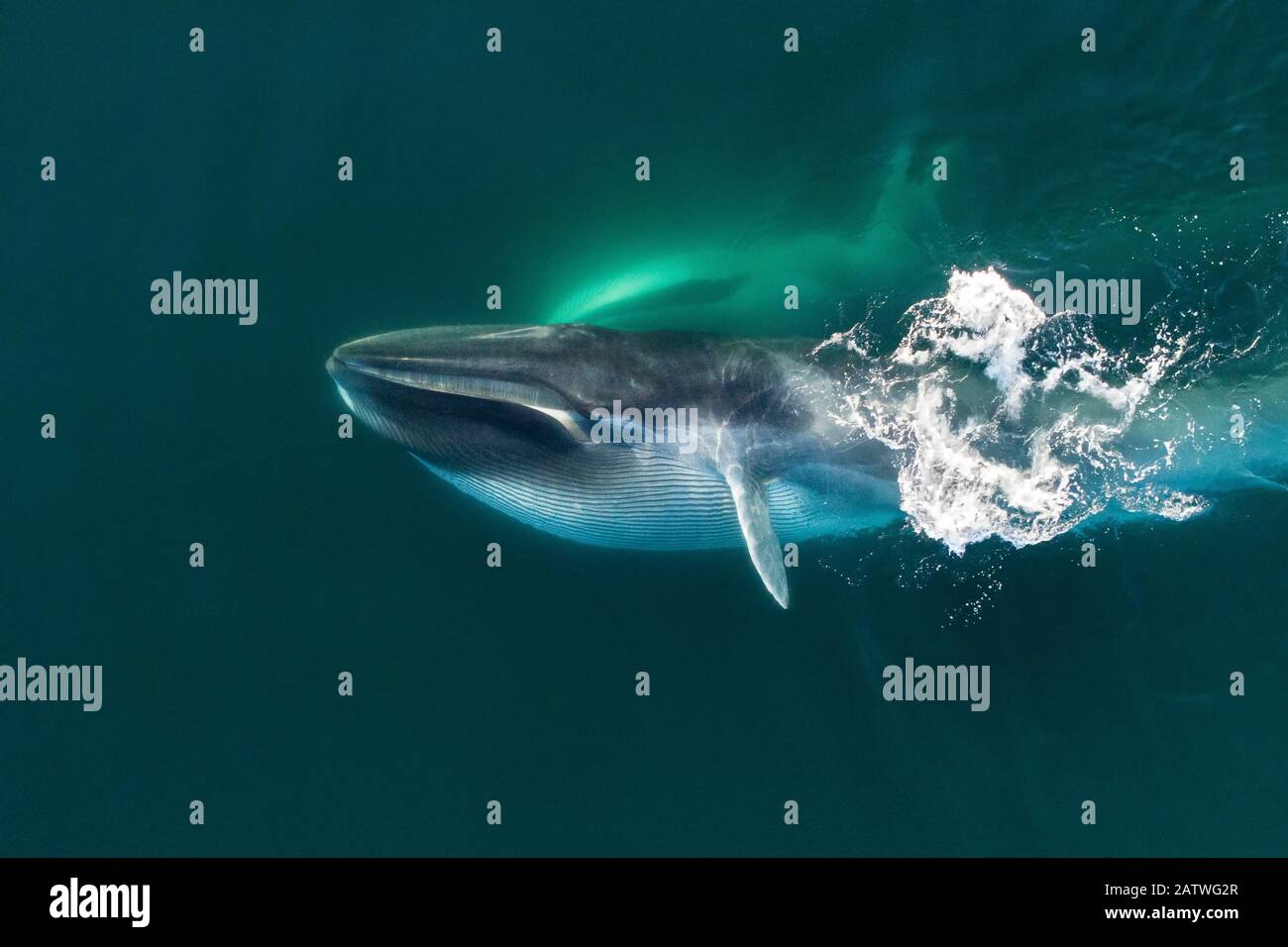 Stock photo of Aerial view of Fin whale (Balaenoptera physalus)  lunge-feeding, with mouth. Available for sale on