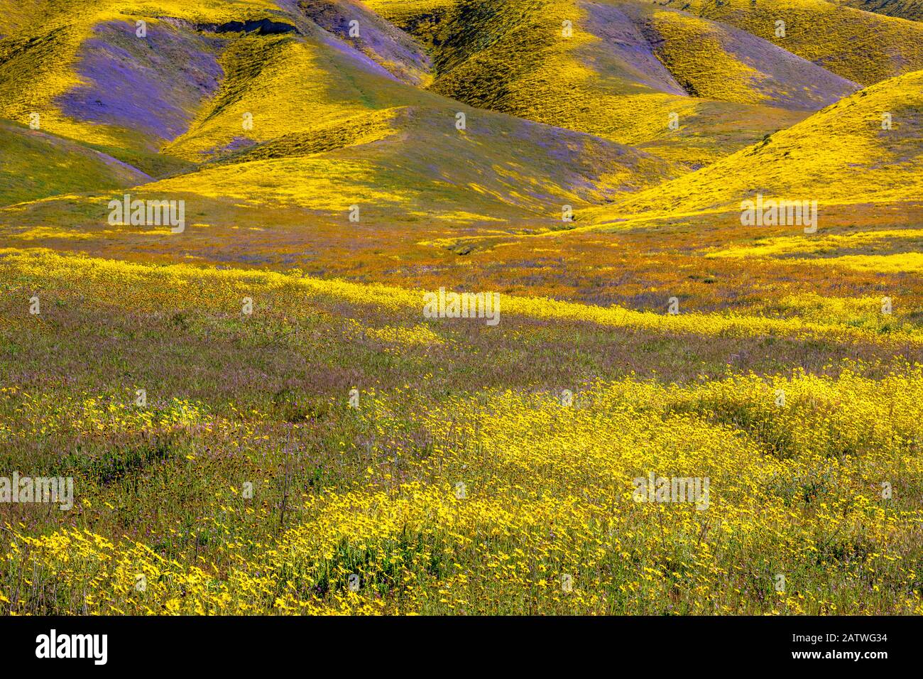 Steep valleys in the foothills of the Temblor Range, carpeted with Coreopsis (yellow) and Phacelia (purple) with patches of orange California poppy (Eschscholzia californica). Carrizo Plain, California, USA. 31st March 2019. Stock Photo