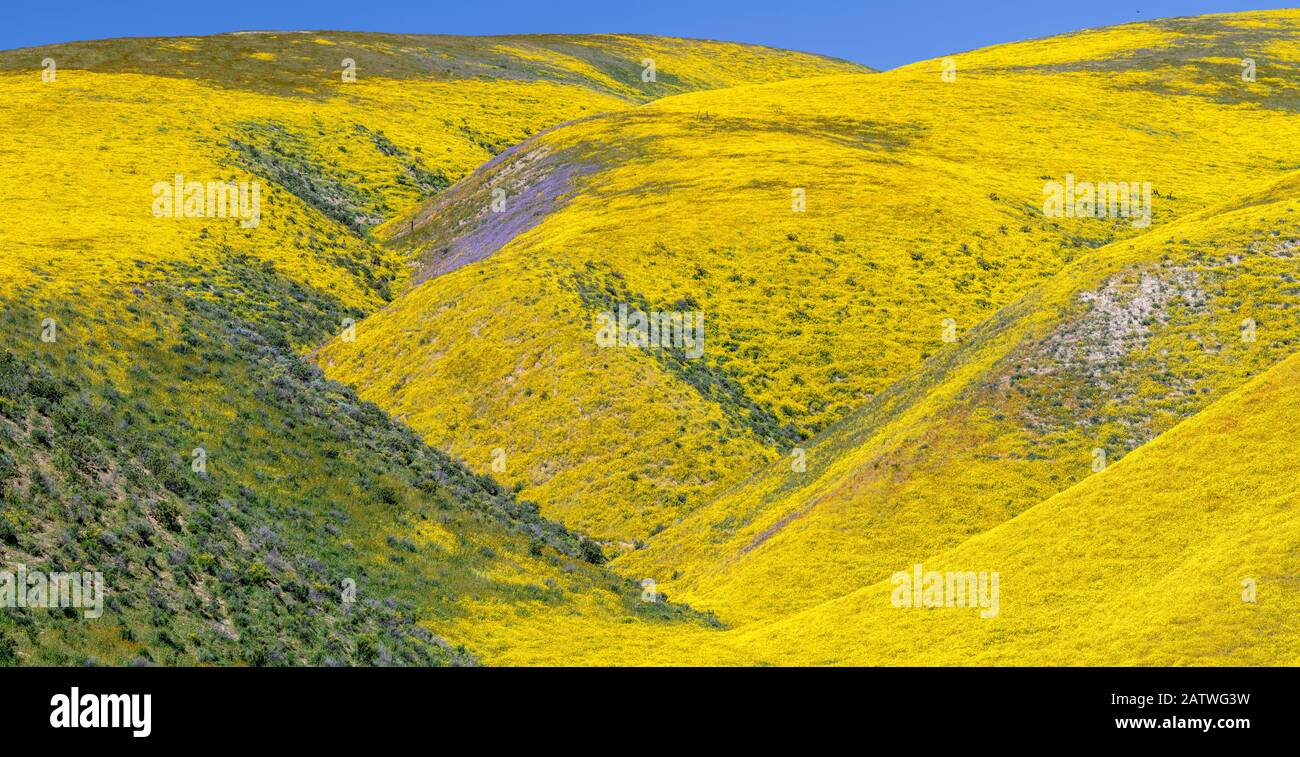 Steep valleys in the foothills of the Temblor Range, carpeted with Coreopsis (yellow) and Phacelia (purple) with patches of orange California poppy (Eschscholzia californica). Carrizo Plain, California, USA. 31st March 2019. Stock Photo
