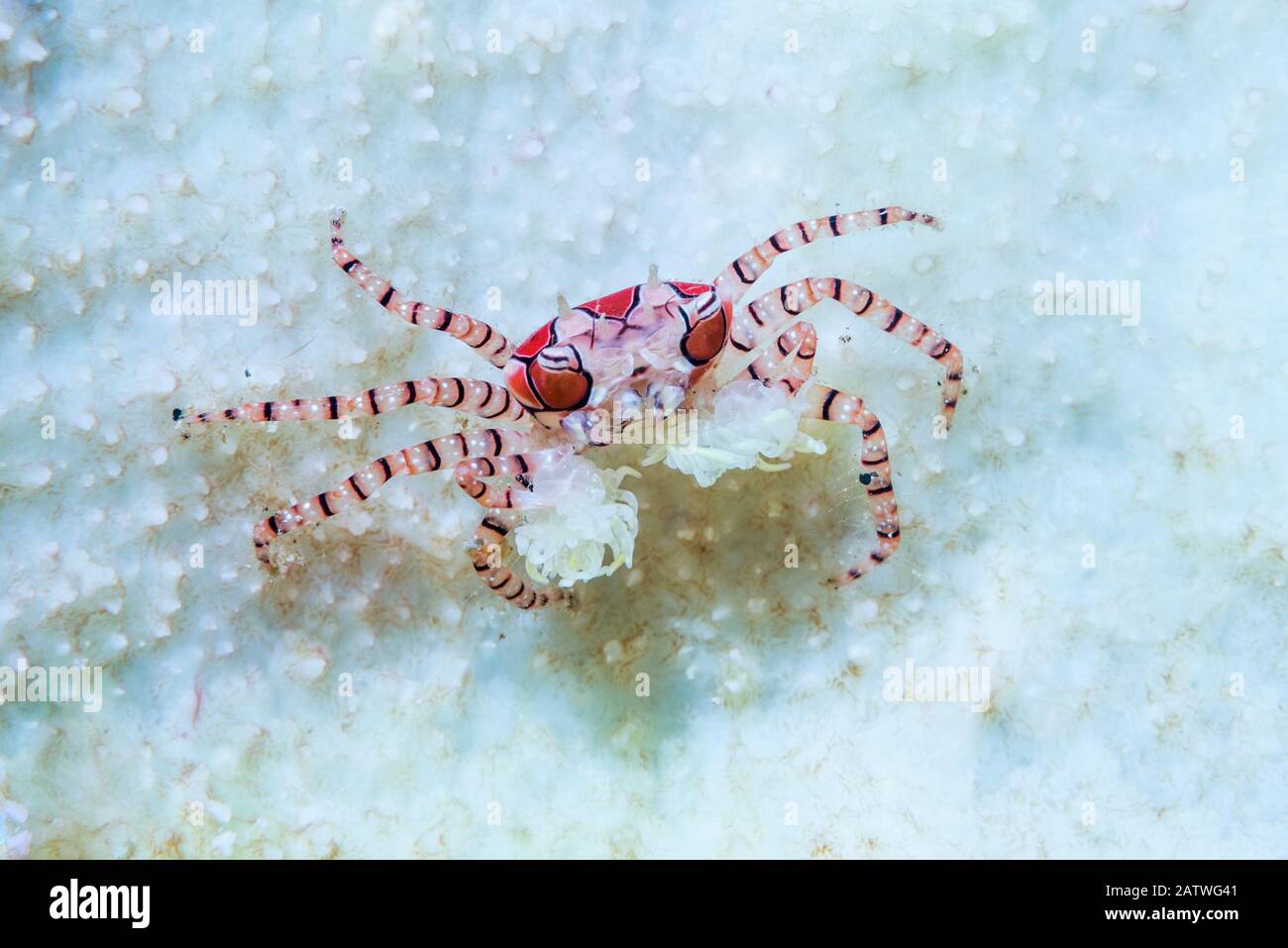 Boxer Crab (Lybia tessellata) with sea anemones in its claws for defense. Lembeh Strait, North Sulawesi, Indonesia. Stock Photo
