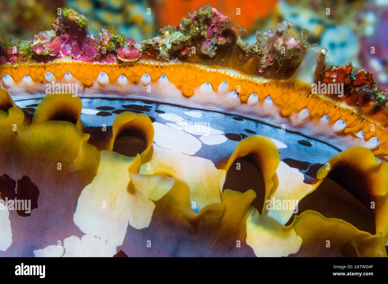 Mantel of Spiny oyster (Spondylus varius). Indonesia. Indo-West Pacific. Stock Photo