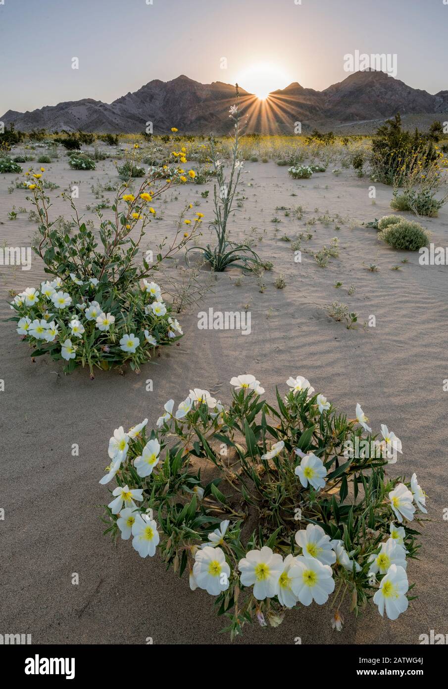 Birdcage evening primrose (Oenothera deltoides) and desert golds (Geraea canescens) carpet the sandy washes beneath the Calumet Mountains at dawn. Mojave Trail National Monument, Mojave Desert, California, USA. 17th March 2019. Stock Photo