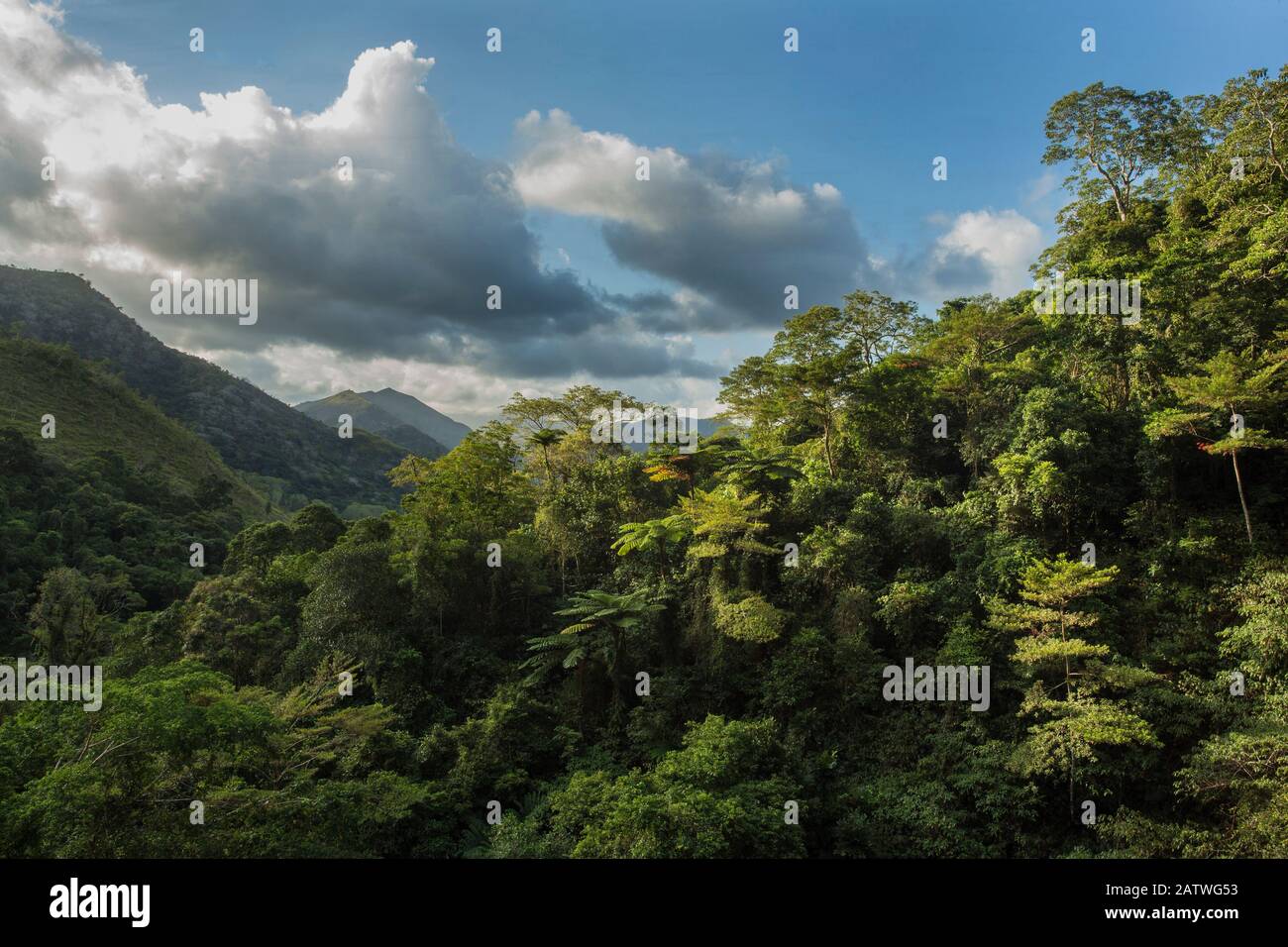 Montane rainforest, Hienghene, New Caledonia. Stock Photo