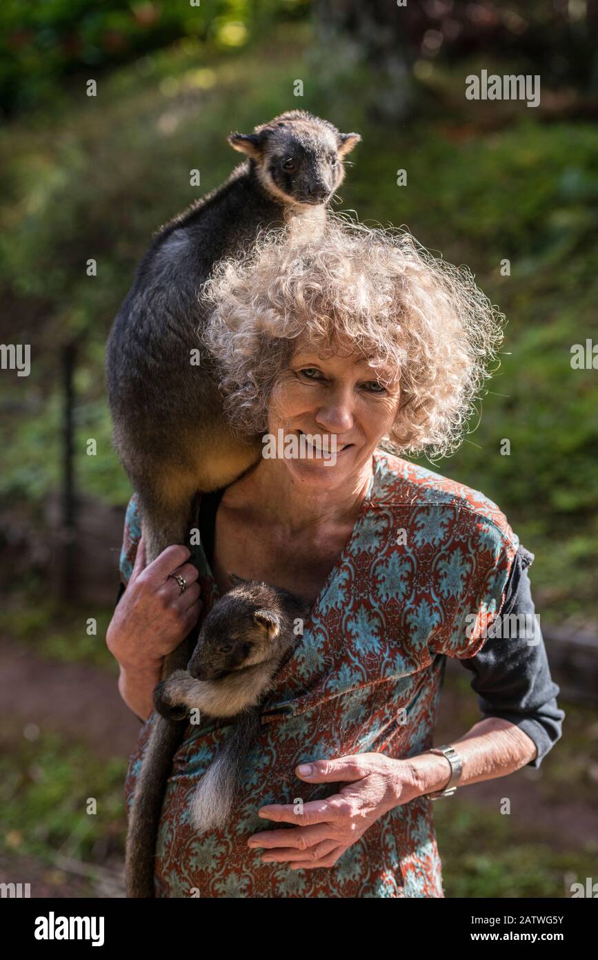 Margit Cianelli wildlife carer with young Lumholtz kangaroos (Dendrolagus lumholtzi), one with a radio collar. The tree kangaroo has a radio collar to allow her to explore her forest surroundings ready for her eventual release into the wild. Lumholtz Lodge, Atherton Tablelands, Queensland, Australia Model released. Stock Photo