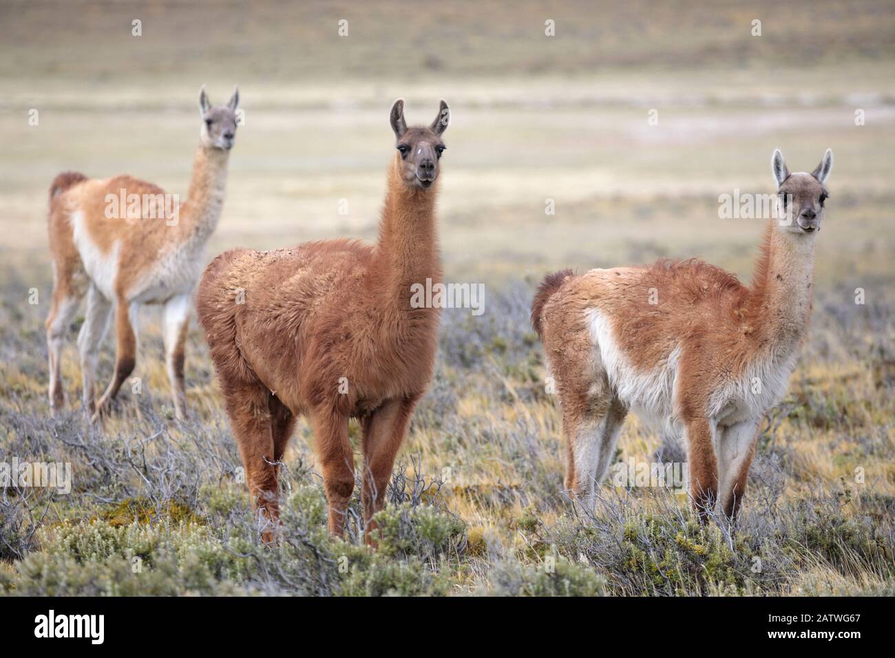 Guanaco (Lama guanicoe) grazing on grassland plain, Patagonia, Chile. Novmeber. Stock Photo