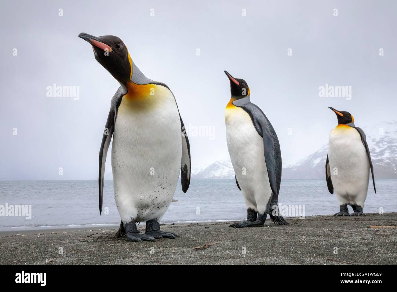 King penguins (Aptenodytes patagonicus) group of three on the shore, St. Andrews Bay, South Georgia. November. Stock Photo