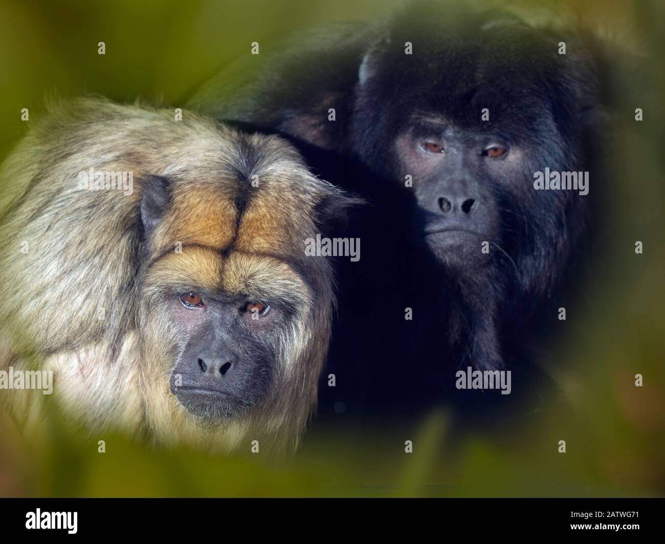 Black howler (Alouatta caraya) male and female, captive, occurs in Brazil and Paraguay. With digitally added leaf pattern. Stock Photo