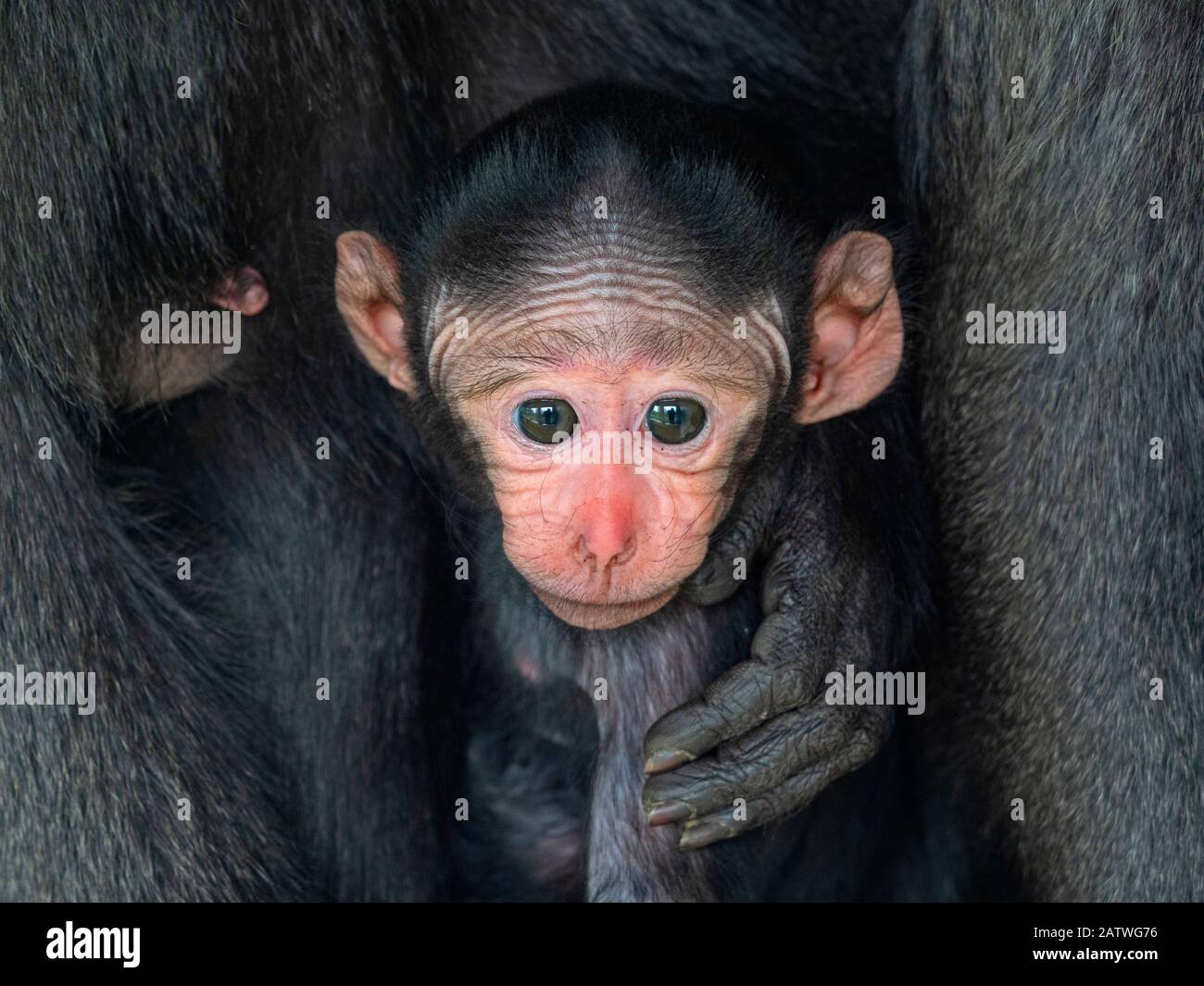 Celebes crested macaque (Macaca nigra) infant, captive. Stock Photo