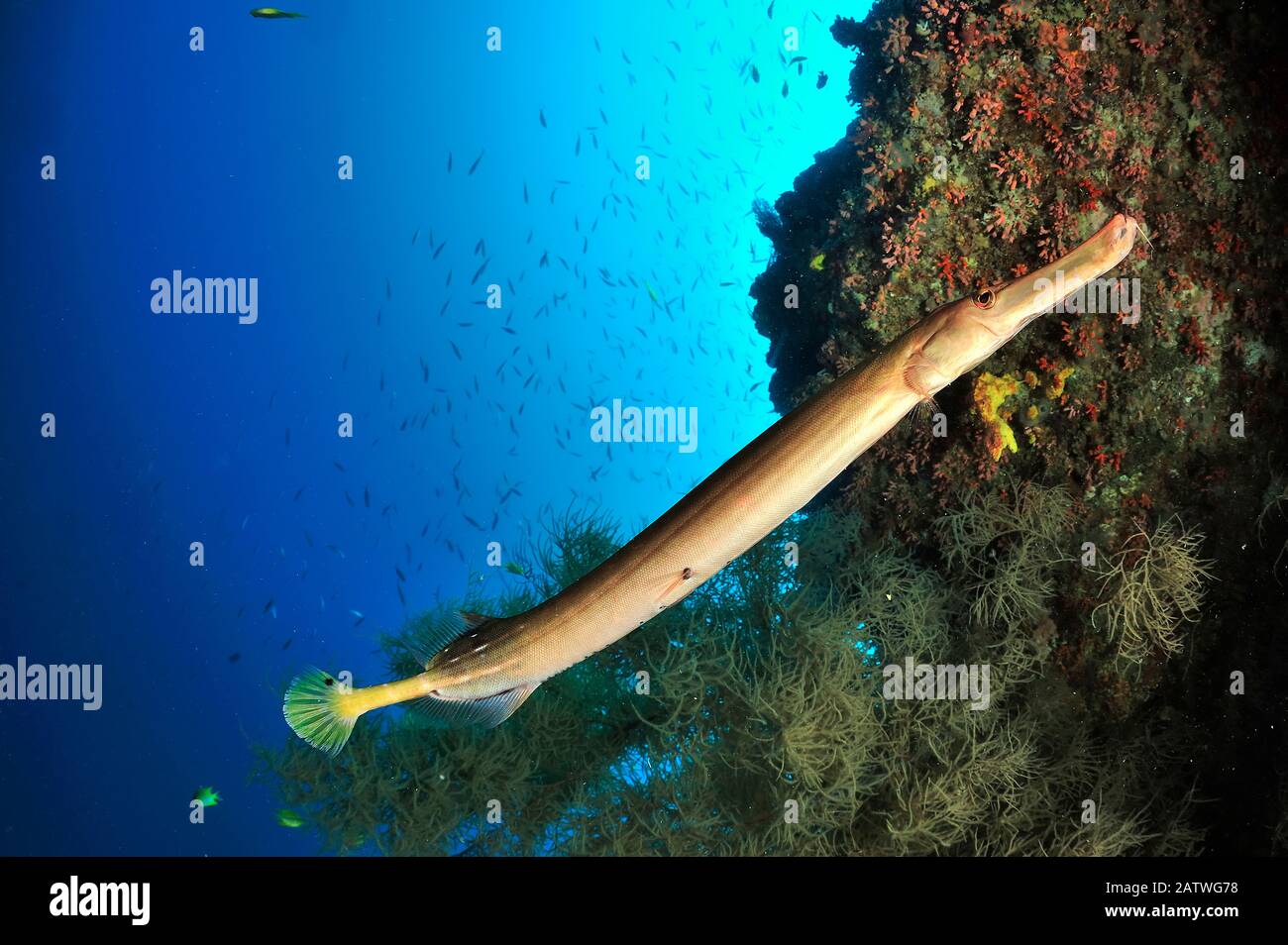 Trumpetfish (Aulostomus chinensis) on the coral drop off, Sulu Sea, Philippines. Stock Photo