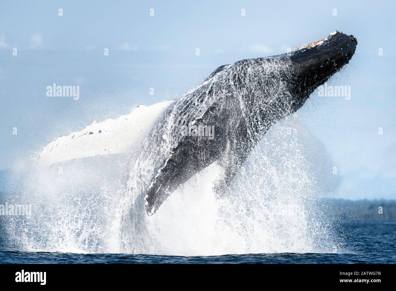 North Pacific humpback whale (Megaptera novaeangliae kuzira) breaching, Icy Strait, Alaska, USA. July. Stock Photo