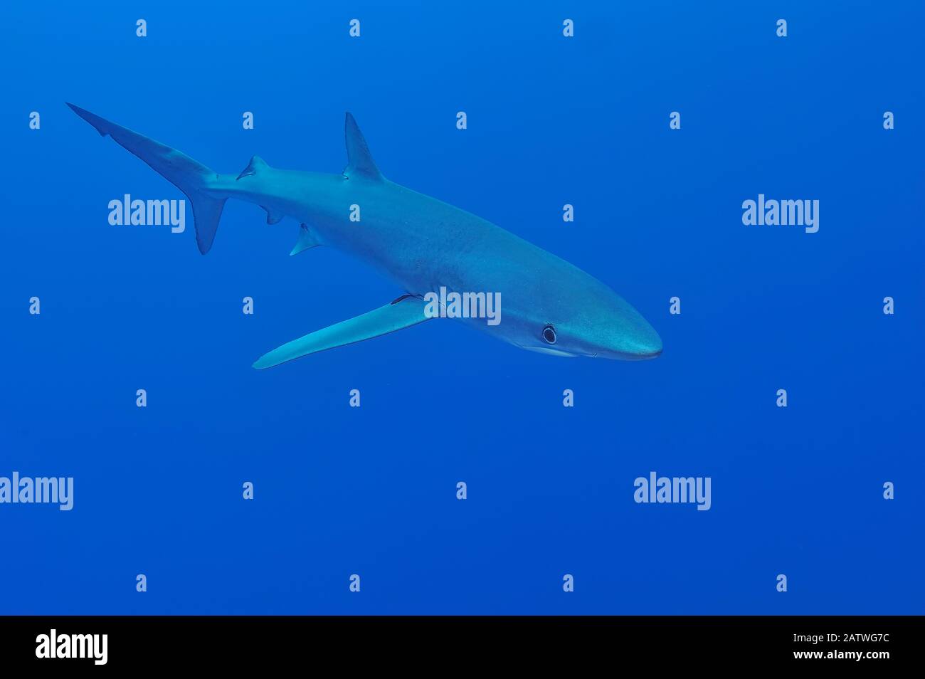 Blue shark (Prionace glauca) Azores, Atlantic Ocean. Stock Photo