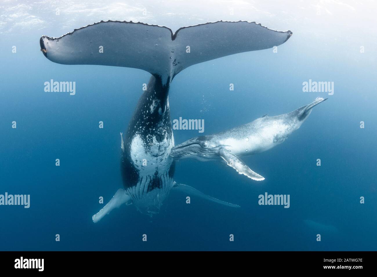 Humpback whale calf (Megaptera novaeangliae australis) female nudging her mother's mammary gland whilst trying to feed. Vava;u, Tonga, South Pacific. Stock Photo