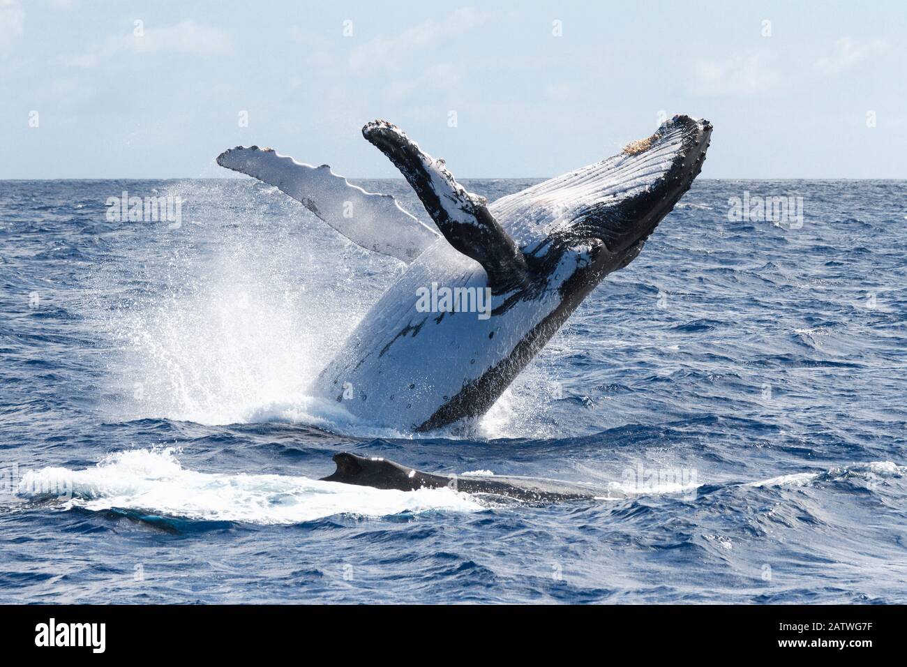 Humpback whale (Megaptera novaeangliae australis) female breaching. Vavau, Tonga. Pacific Ocean. Stock Photo