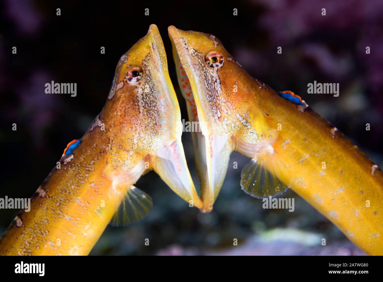 Two male Zoarchias major eelpouts (Zoarchias major) engaged in a mouth-to-mouth confrontation. Yamaguchi Prefecture, Japan, Pacific Ocean. Stock Photo