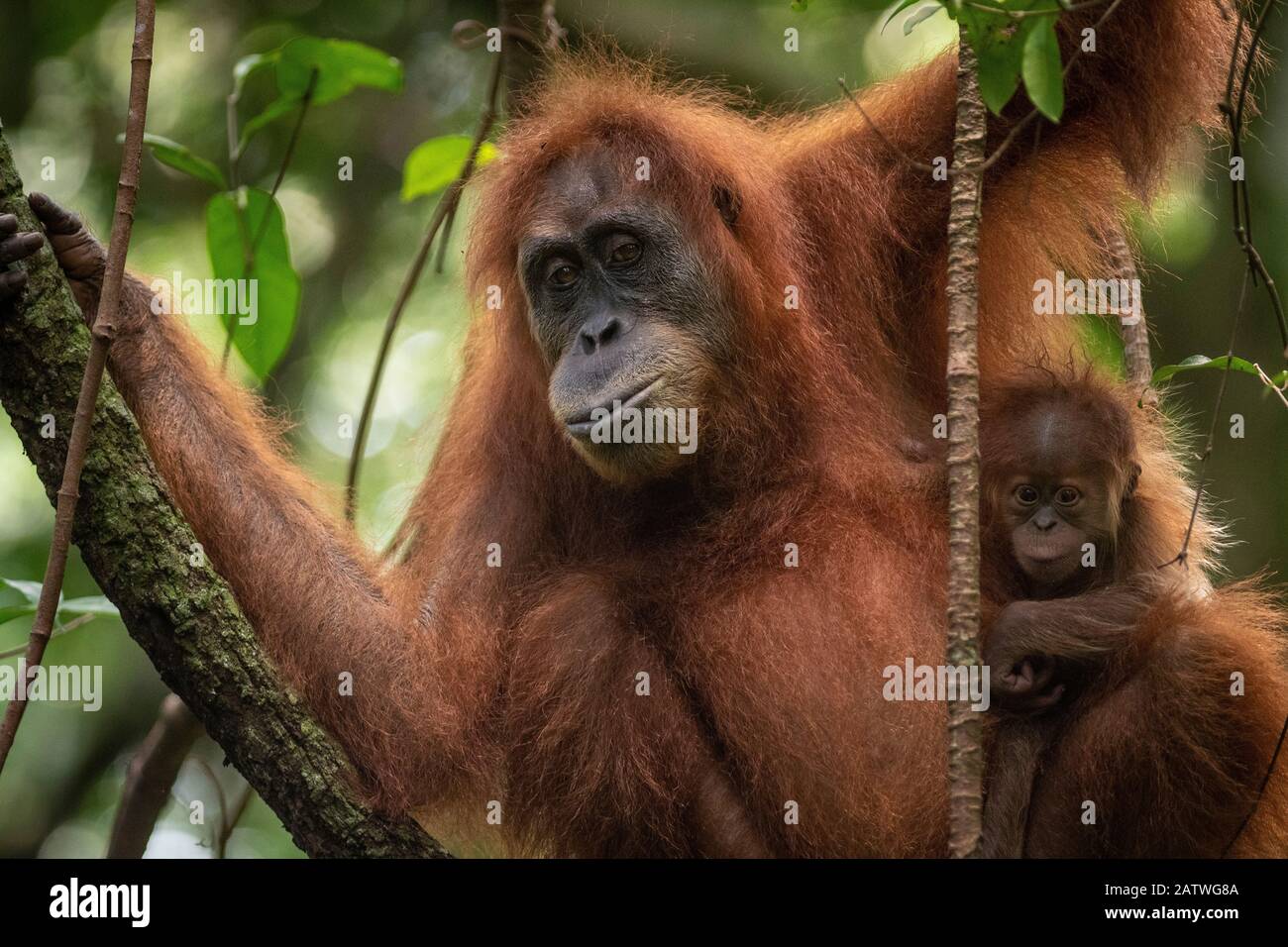 Sumatran orangutan (Pongo abelii) mother and baby Bukit Lawang, North Sumatra. Stock Photo
