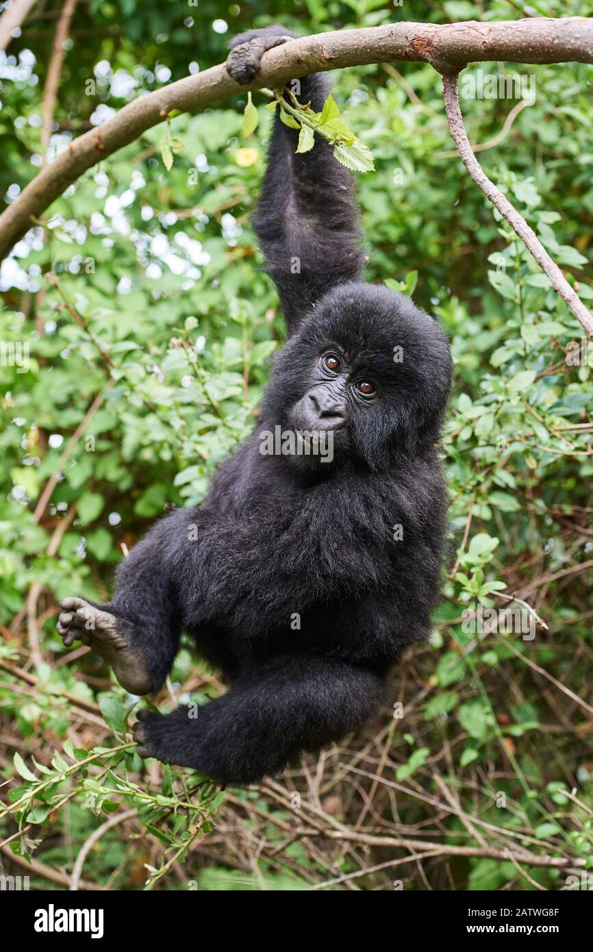 Mountain gorilla (Gorilla beringei) juvenile aged 2 years, hanging from branch, member of the Nyakagezi group, Mgahinga National Park, Uganda. January. Stock Photo