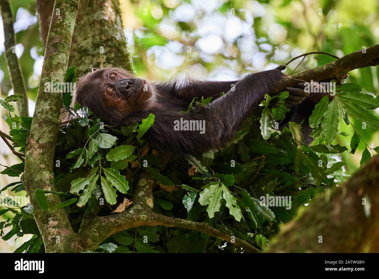 Chimpanzee female (Pan troglodytes schweinfurthii) sleeping in a nest built in a tree, Kibale National Park, Uganda, January. Stock Photo