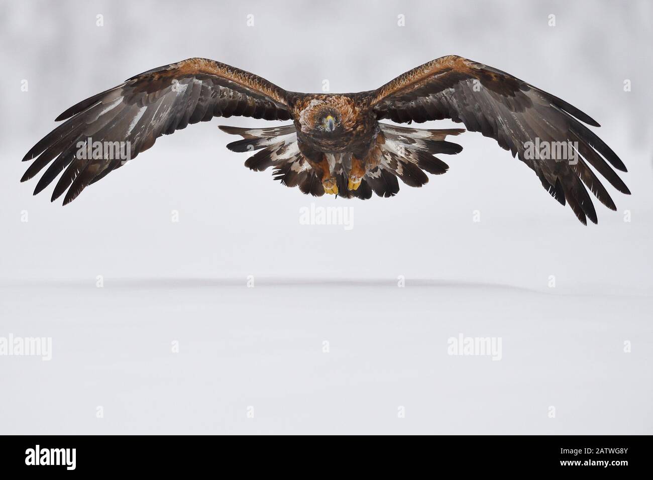 Golden eagle (Aquila chrysaetos) in flight over snow. Kalvtrask, Vasterbotten, Lapland, Sweden. January. Stock Photo