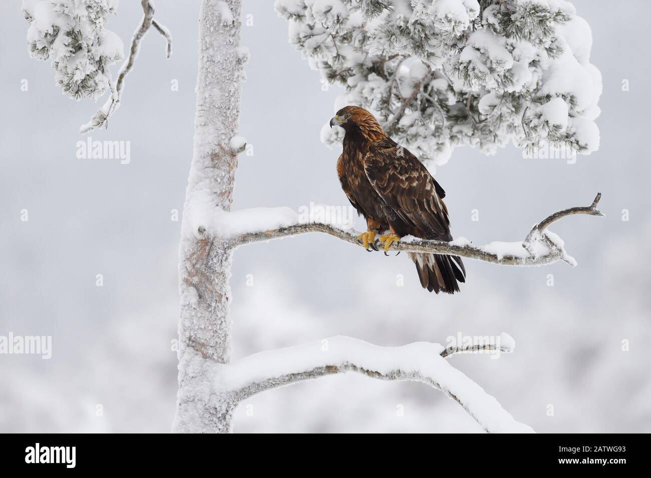 Golden eagle (Aquila chrysaetos) perched in snow covered tree. Kalvtrask, Vasterbotten, Lapland, Sweden. January. Stock Photo