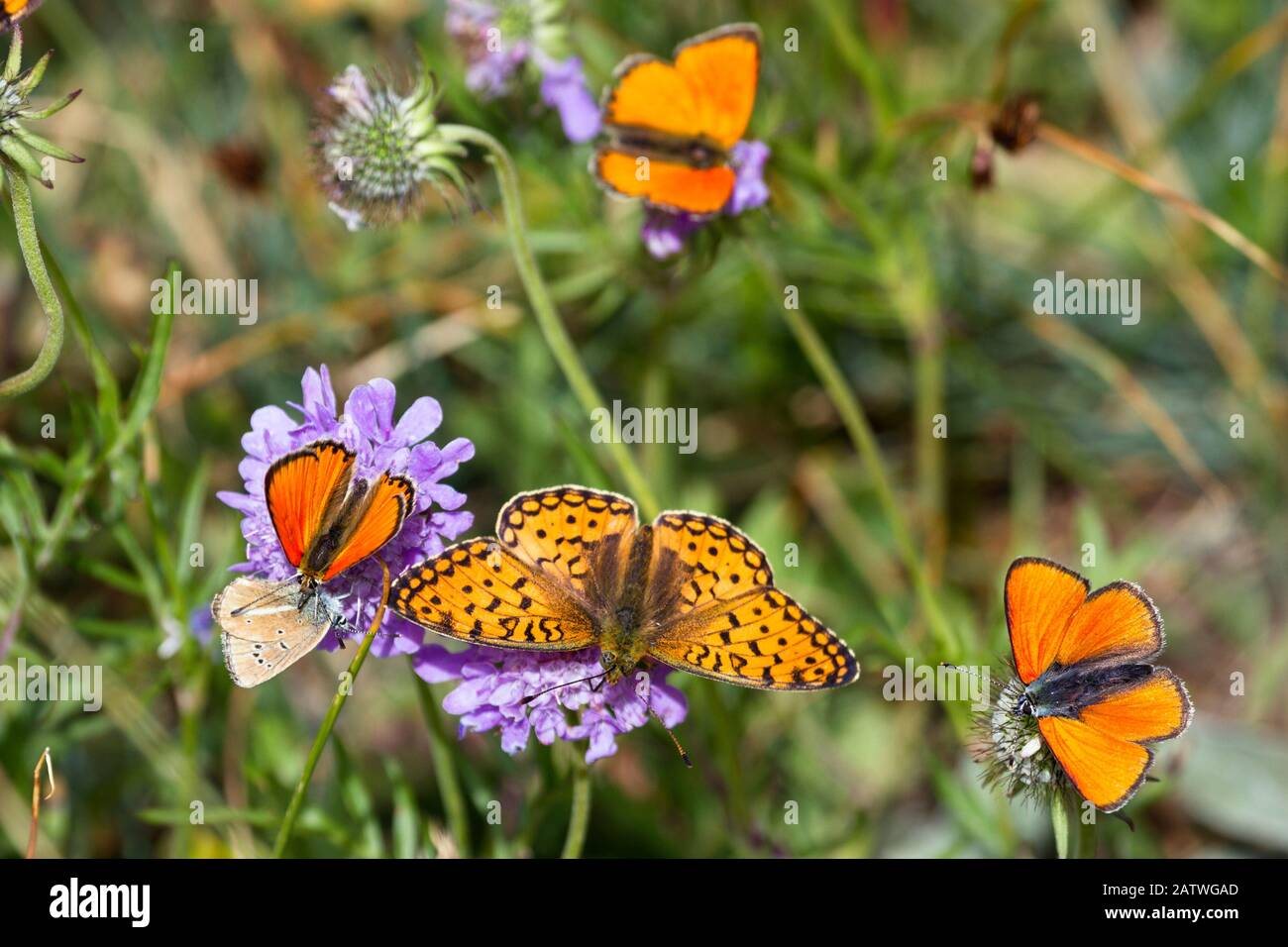 Fritillary butterfly (Argynnis sp) with Scarce copper butterflies (Lycaena virgaureae) Queyras, Alps, France. August. Stock Photo
