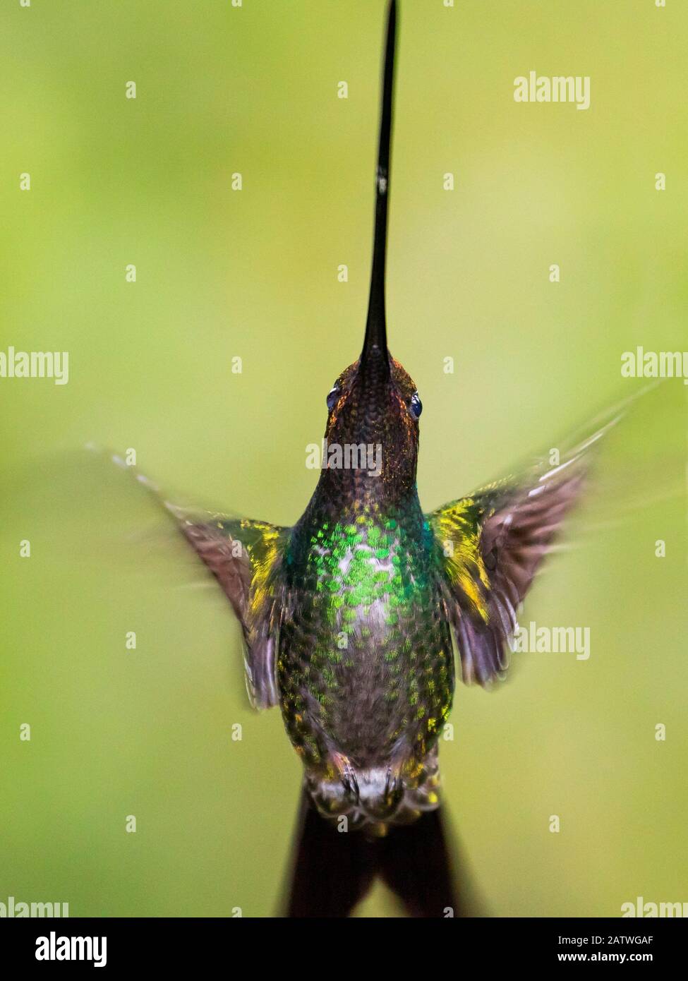 Sword-billed hummingbird (Ensifera ensifera) in flight, North-Ecuador, Ecuador. Stock Photo