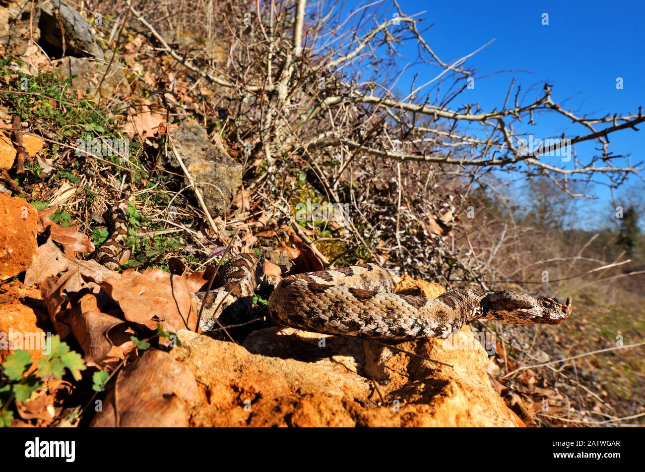 Horned viper (Vipera ammodytes) in natural setting, Turkey. Stock Photo