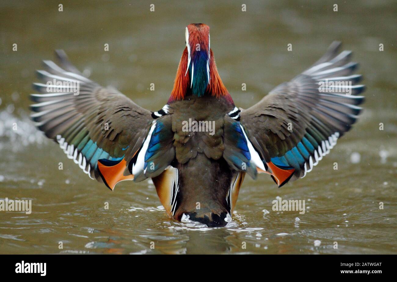 Mandarin duck drake (Aix galericulata) from behind flapping its wings. Southwest London, UK. February. Stock Photo