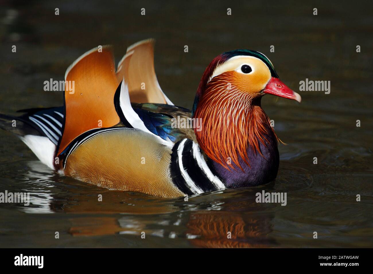Mandarin duck drake (Aix galericulata) on the water, showing orange sail feathers which are used when displaying, Southwest London, UK, March. Stock Photo