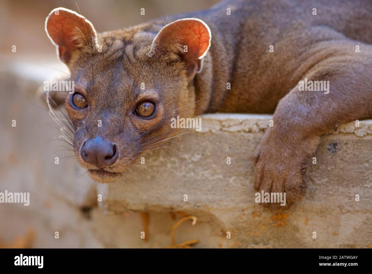 Fossa (Cryptoprocta ferox) resting, Kirindy Forest Private Reserve, Madagascar,Vulnerable, endemic. Stock Photo