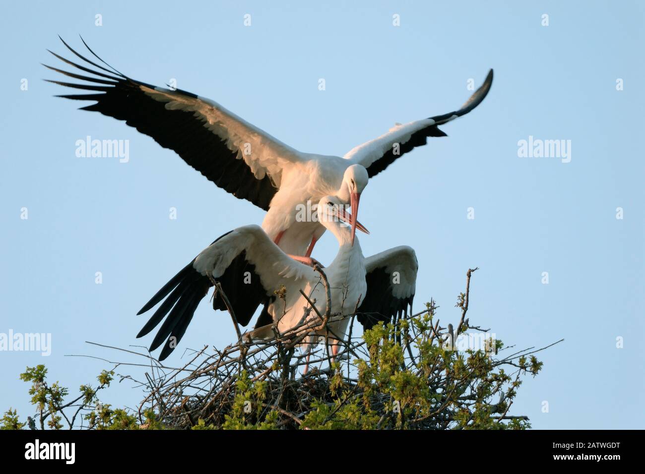 White stork (Ciconia ciconia) pair mating on their nest at sunset, Knepp estate, Sussex, UK, April 2019. This is the first recorded instance of White storks nesting in the UK for several hundreds of years. Stock Photo