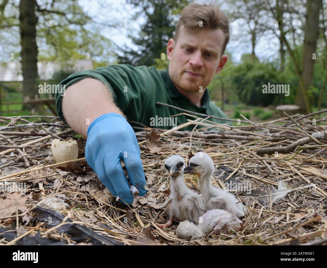 Richard Wardle feeding fish to recently hatched White stork (Ciconia ciconia) chicks in nest. In captive breeding colony raising young birds for UK White Stork reintroduction project at the Knepp Estate. Cotswold Wildlife Park, Oxfordshire, UK, April 2019. Model and Property released. Stock Photo