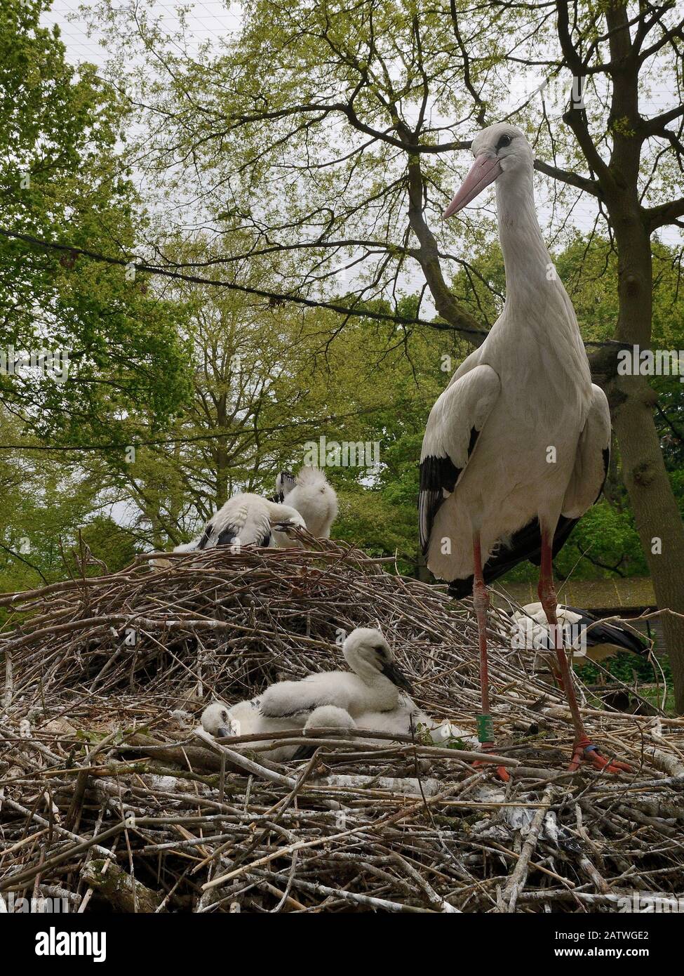 White stork (Ciconia ciconia) nest at captive breeding colony raising chicks for UK White Stork reintroduction project at the Knepp Estate. Cotswold Wildlife Park, Oxfordshire, UK, May 2019. Stock Photo