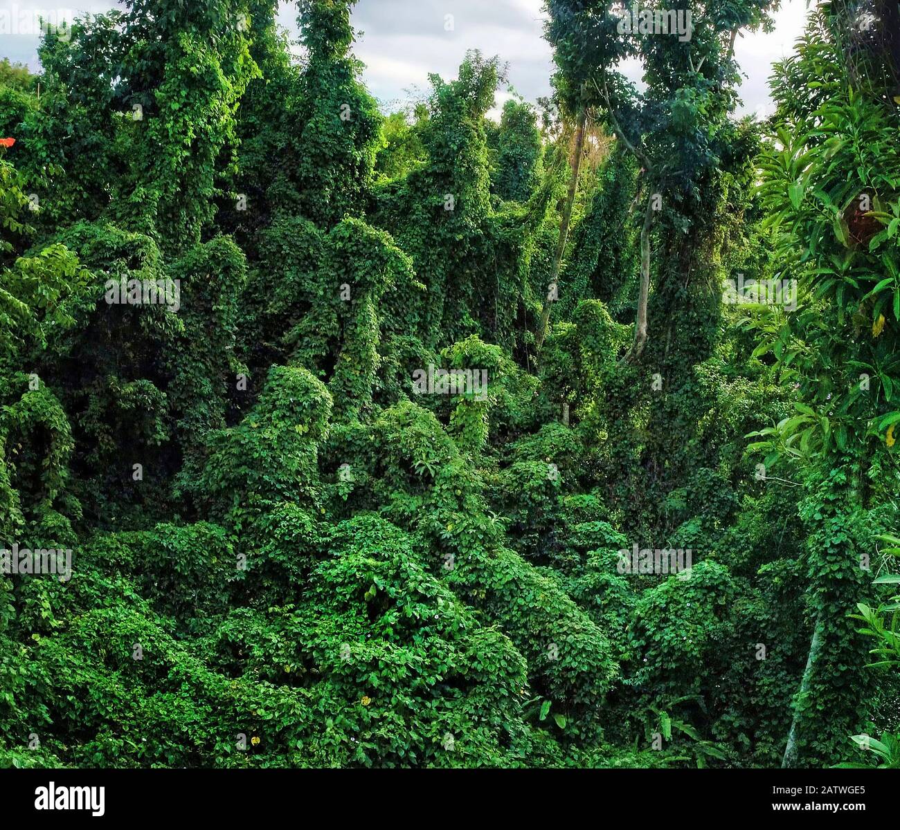 Damaged forest overgrown by various vines, a typical scene in western part of Dominica, West Indies. After hurricane Maria an unprecedented number of vines took advantage of suddenly open spaces in the forest, creating carpets overhanging from trees and bushes, and strangling other plants under them. Drone photo. April 2018 Stock Photo