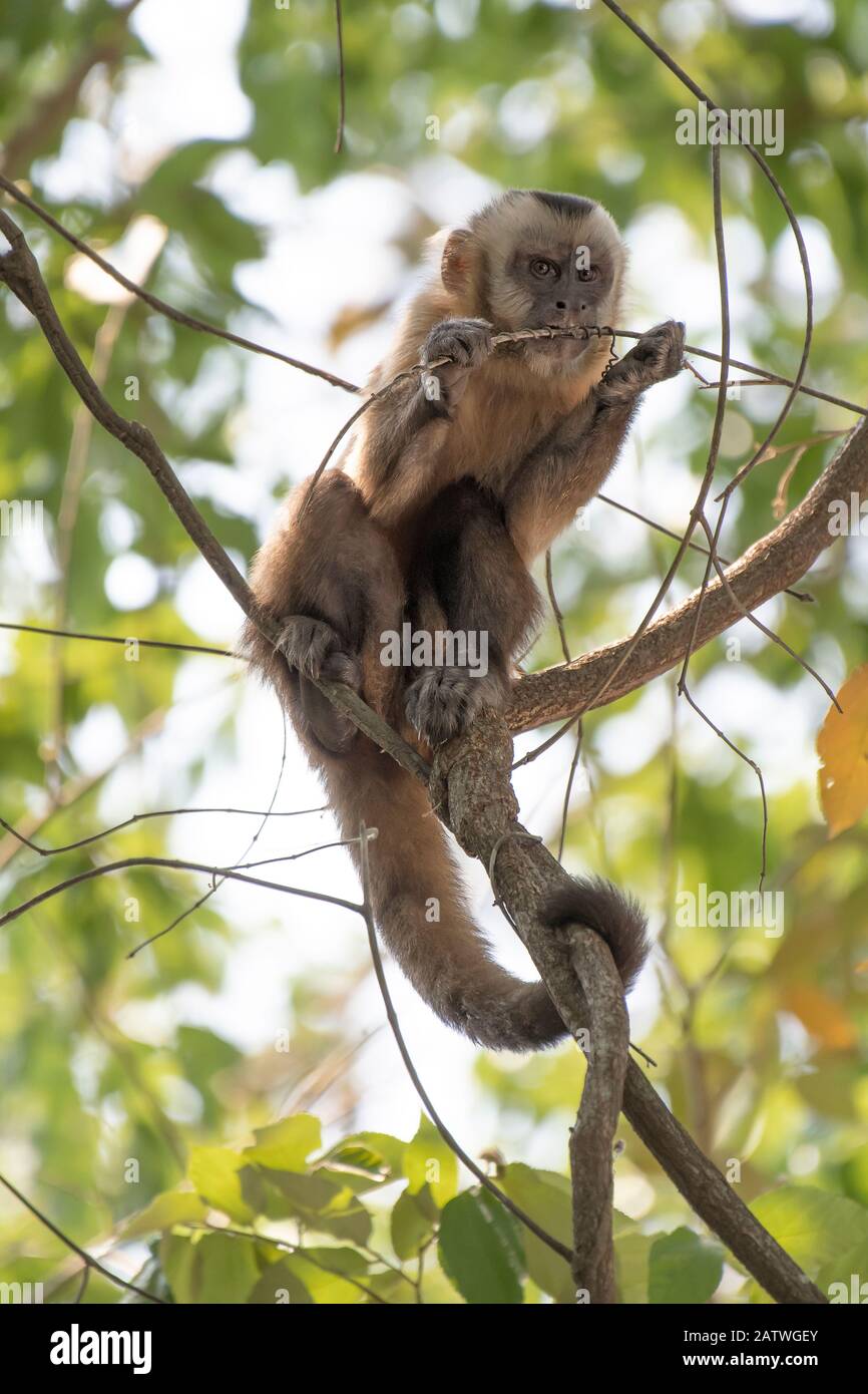 Guianan brown capuchin (Sapajus apella) chewing on branch, Pampas del Yacuma Protected Area, Bolivia Stock Photo