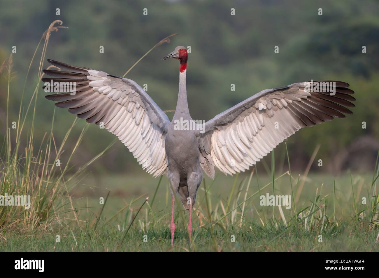 Sarus crane (Grus antigone), male displaying, Keoladeo NP, Bharatpur, India Stock Photo