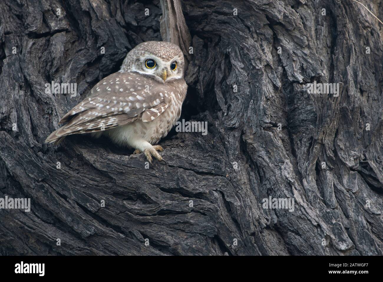Spotted owlet ( Athena brama), Keoladeo NP, Bharatpur, India Stock Photo
