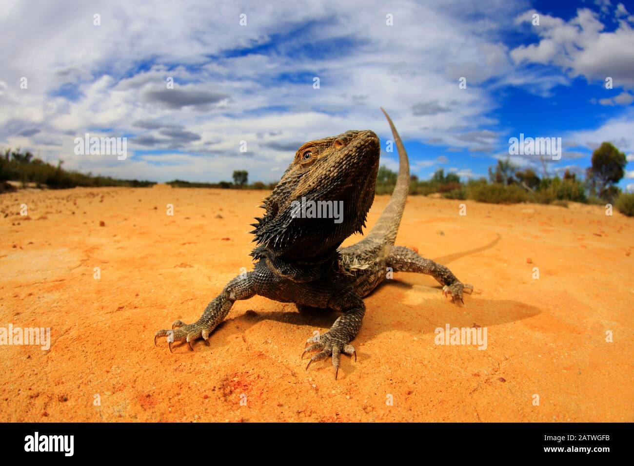 Central bearded dragon (Pogona vitticeps) basking in mallee / heathland