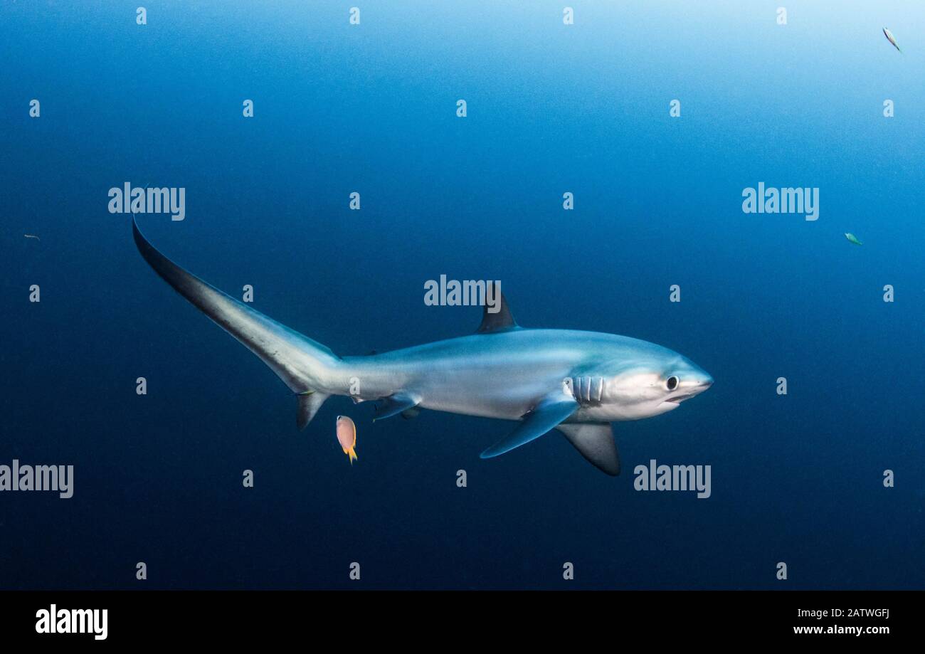Pelagic thresher shark (Alopias pelagicus) being cleaned by a bluestreak cleaner wrasse (Labroides dimidiatus) at Monad Shoal off Malapascua Island, Philippines. Stock Photo