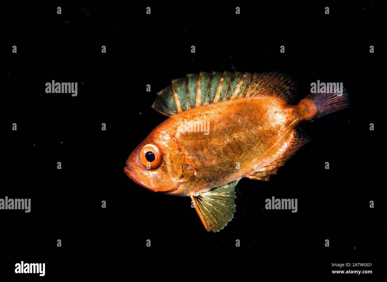 A juvenile soldierfish, possibly a Crescent-tail bigeye (Priacanthus hamrur) in the open ocean at night off Anilao, Philippines. Stock Photo