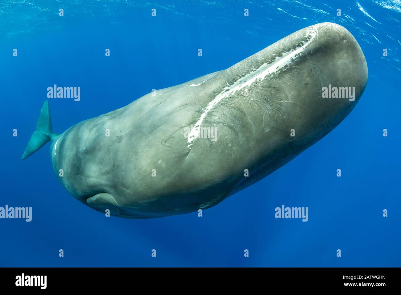 Sperm whale, (Physeter macrocephalus) Dominica, Caribbean Sea, Atlantic Ocean. Stock Photo