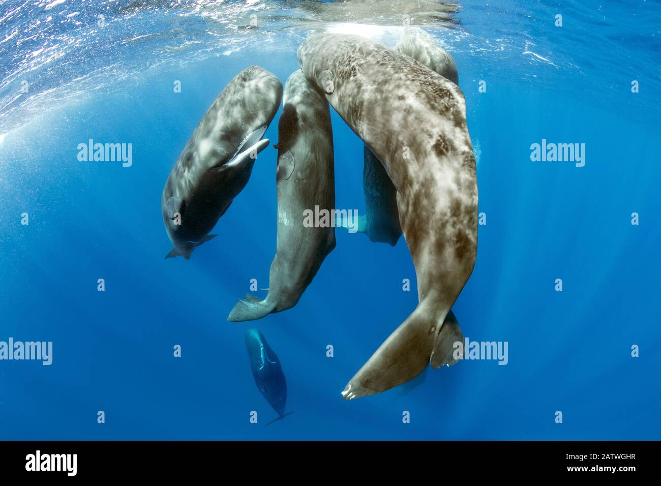Pod of sperm whale socializing, (Physeter macrocephalus), Dominica, Caribbean Sea, Atlantic Ocean. Stock Photo