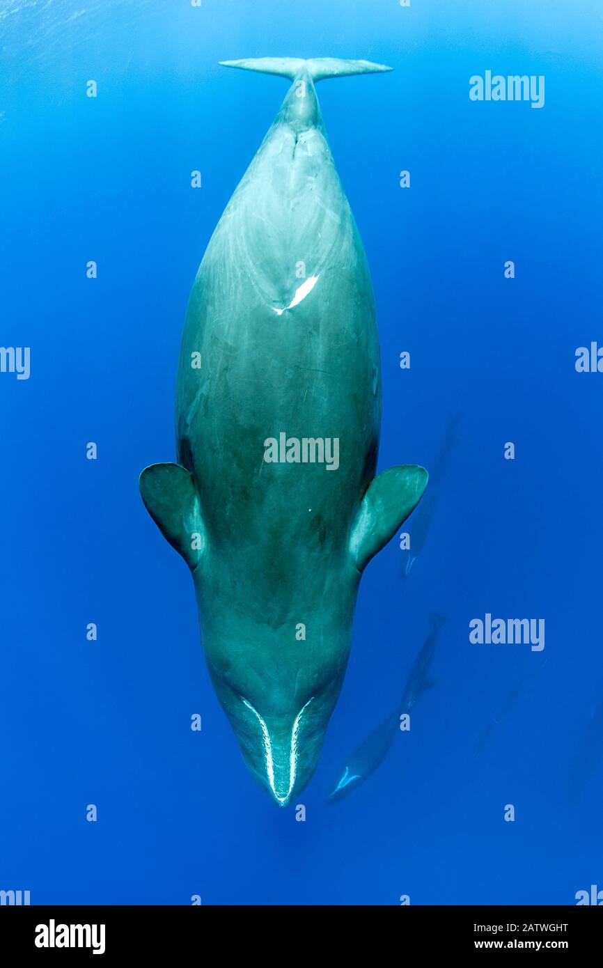 Sleeping sperm whale, (Physeter macrocephalus) Dominica, Caribbean Sea, Atlantic Ocean. Stock Photo