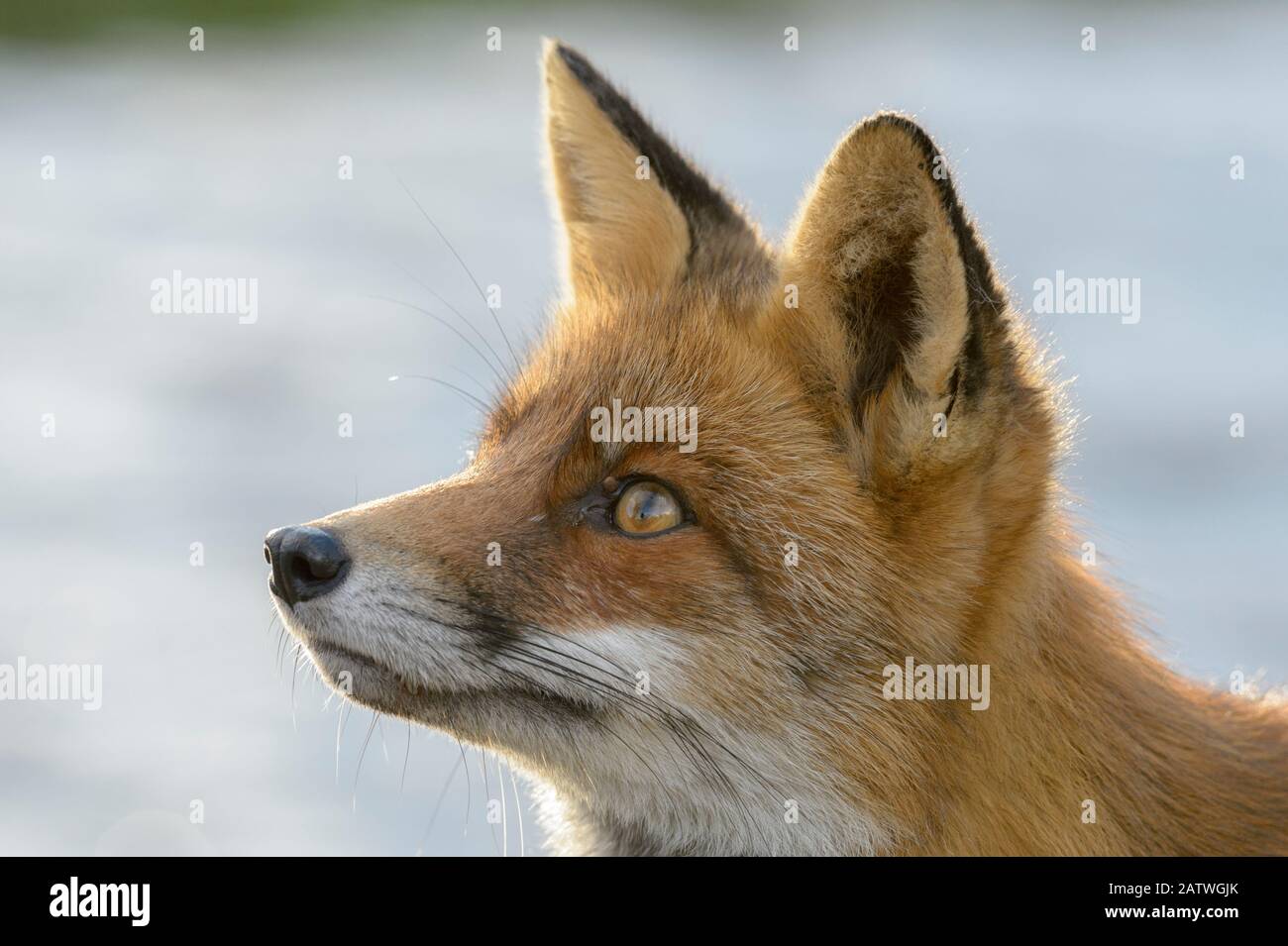 Red fox (Vulpes vulpes), on coast, portrait. Netherlands. November. Stock Photo
