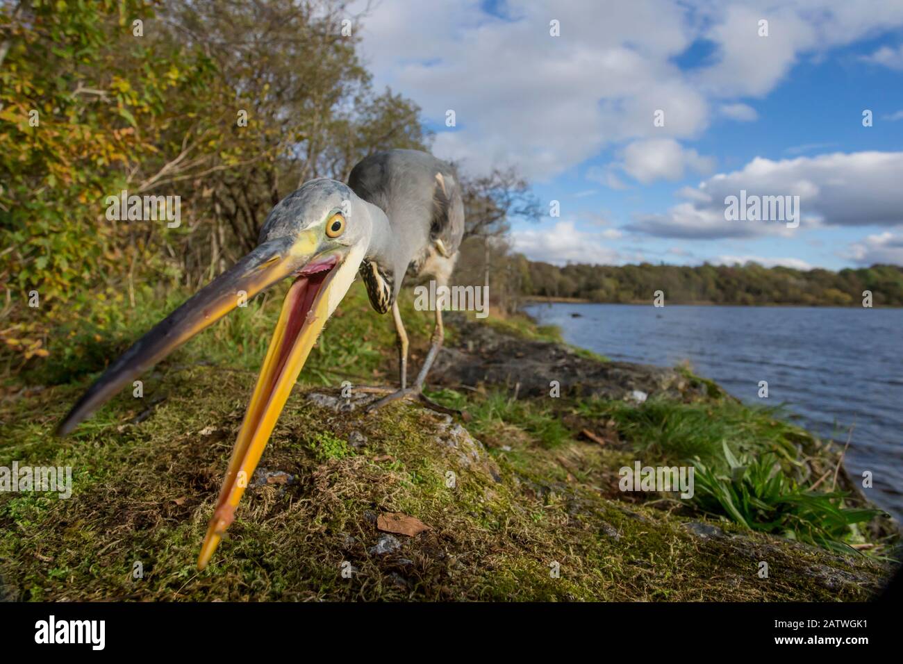 Grey heron (Ardea cinerea) hunting for food amongst moss with loch and Celtic rainforest in back ground, Scotland, UK, October.. Stock Photo