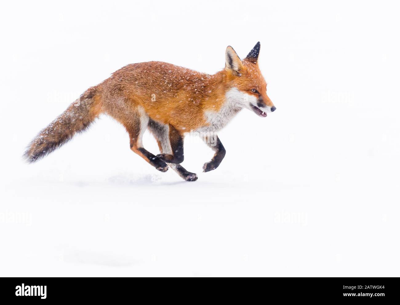 Red Fox (Vulpes vulpes) running through deep snow. London, UK. January Stock Photo