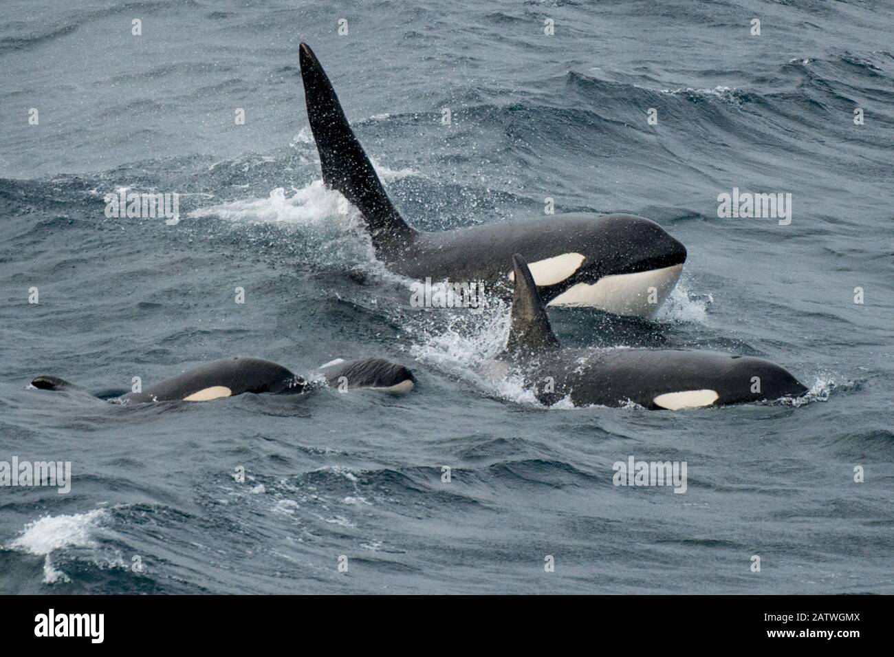 Orca whales (Orcinus orca) pod surfacing together, Shetland, Scotland, UK. April. Stock Photo