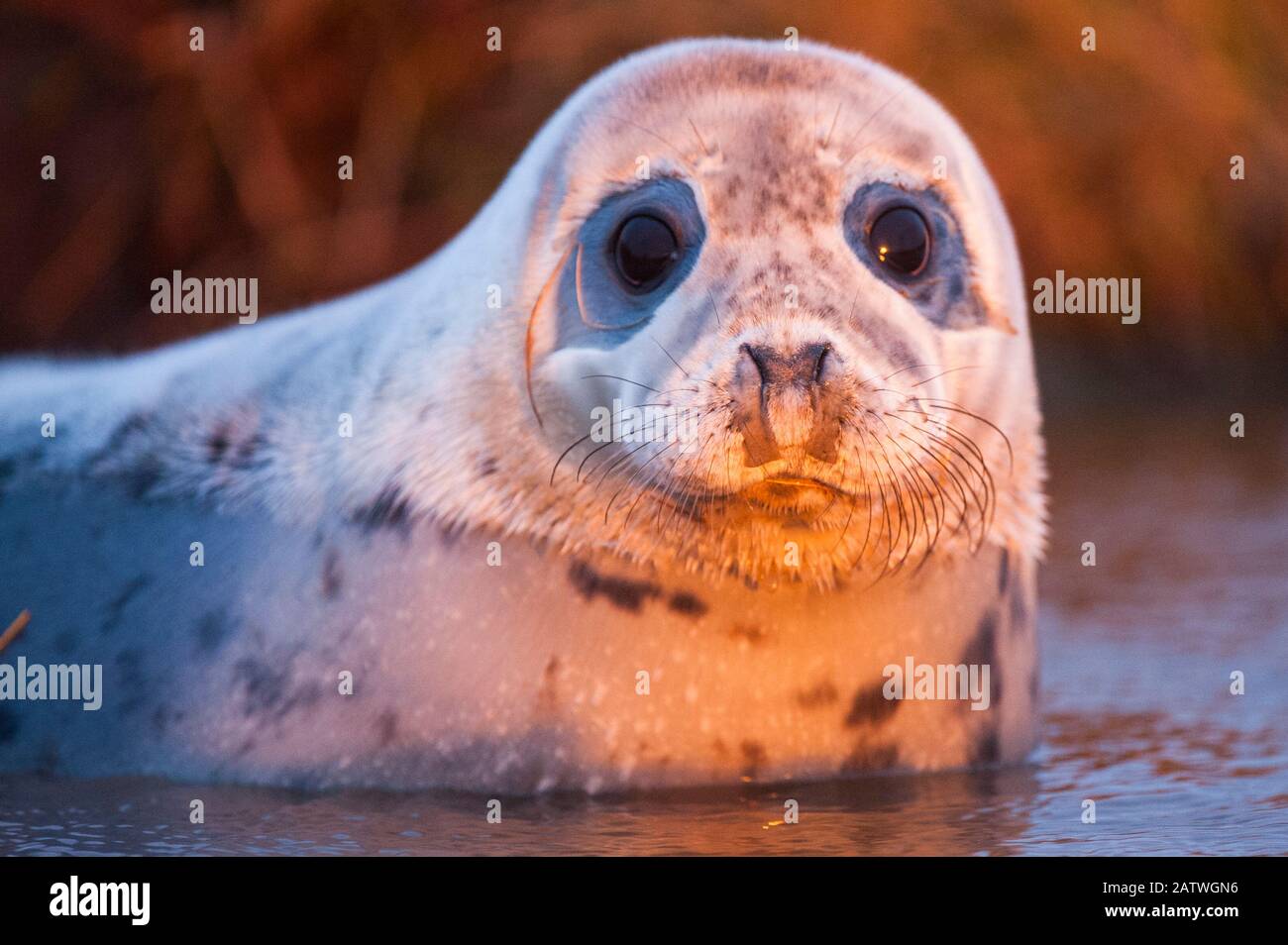 Grey seal (Halichoerus grypus) using freshwater pools along the shore line and in the adjacent fields as place to learn to swim, Orkney, Scotland, UK, April. Stock Photo
