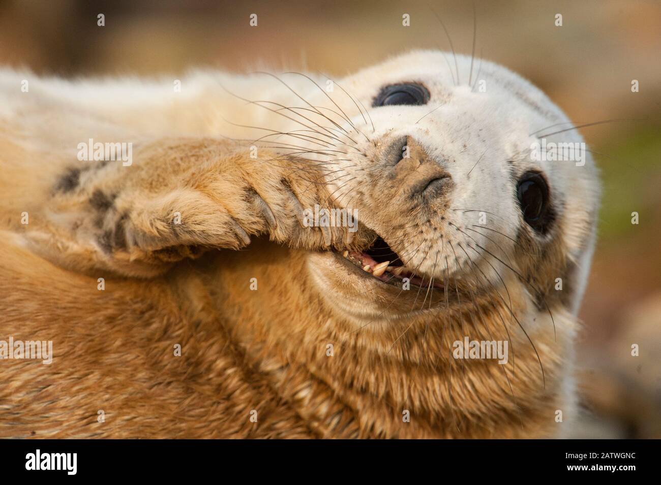 Grey seal (Halichoerus grypus) pup on a breeding beach, Orkney, Scotland, UK, April. Stock Photo
